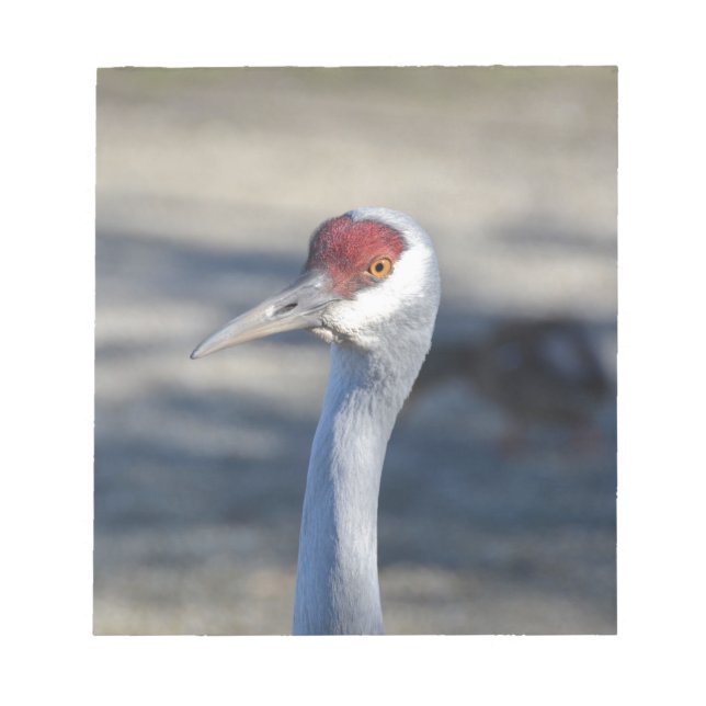 Sandhill Crane Anteckningsblock (Framsida)