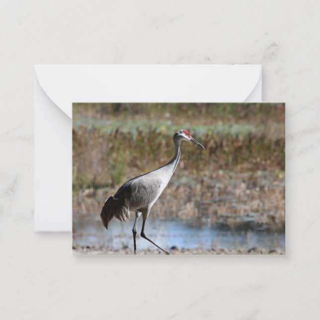 Sandhill Crane Anteckningskort (Framsida)
