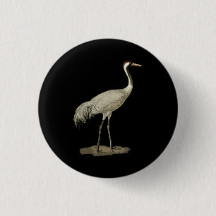 Sandhill Crane Antigone Canadensis Bird Refnor Knapp