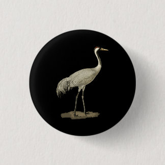 Sandhill Crane Antigone Canadensis Bird Refnor Knapp