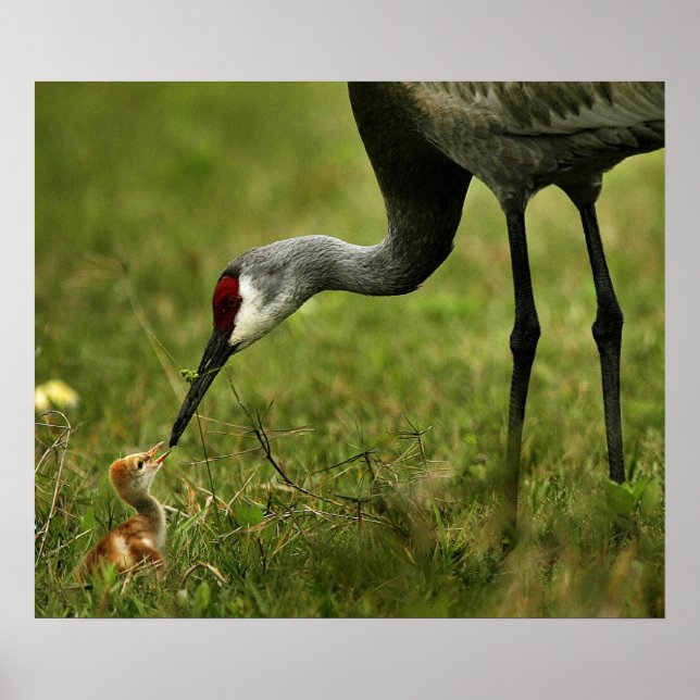 Sandhill Crane & Baby Poster (Framsidan)