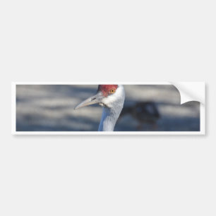 Sandhill Crane Bildekal