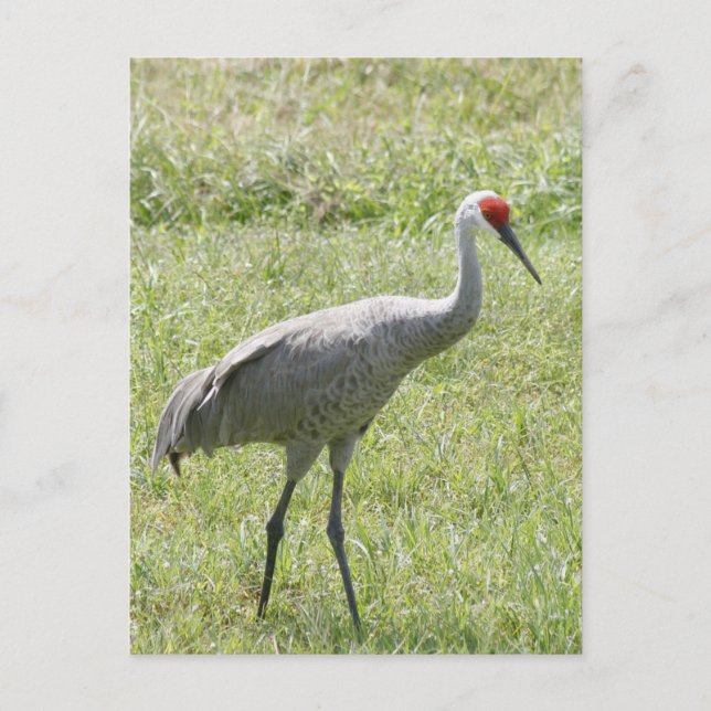 Sandhill Crane Bird Photo Vykort (Framsida)