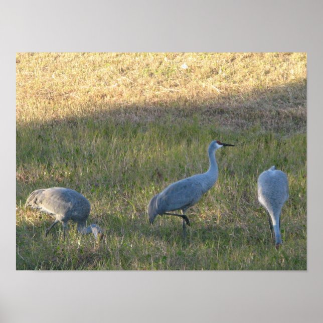 Sandhill Crane Birds Eating Grass Photo Poster (Framsidan)