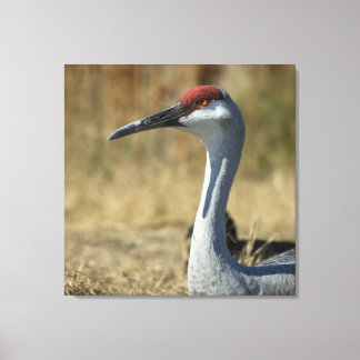 Sandhill Crane Canvastryck
