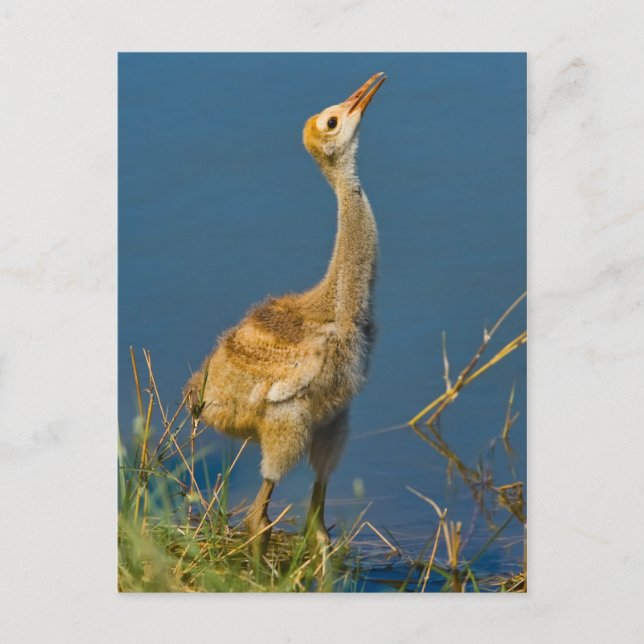 Sandhill Crane Chick-vykort Vykort (Framsida)