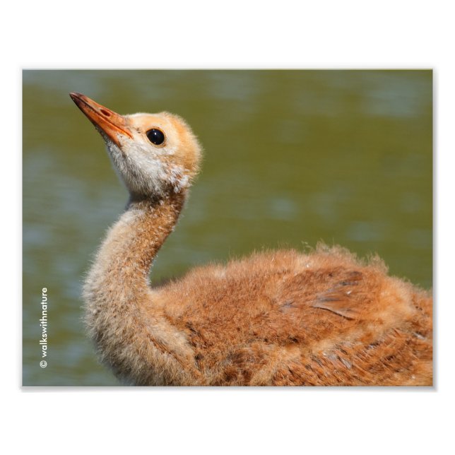 Sandhill Crane Colt Fototryck (Framsidan)