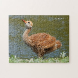 Sandhill Crane Colt Pussel