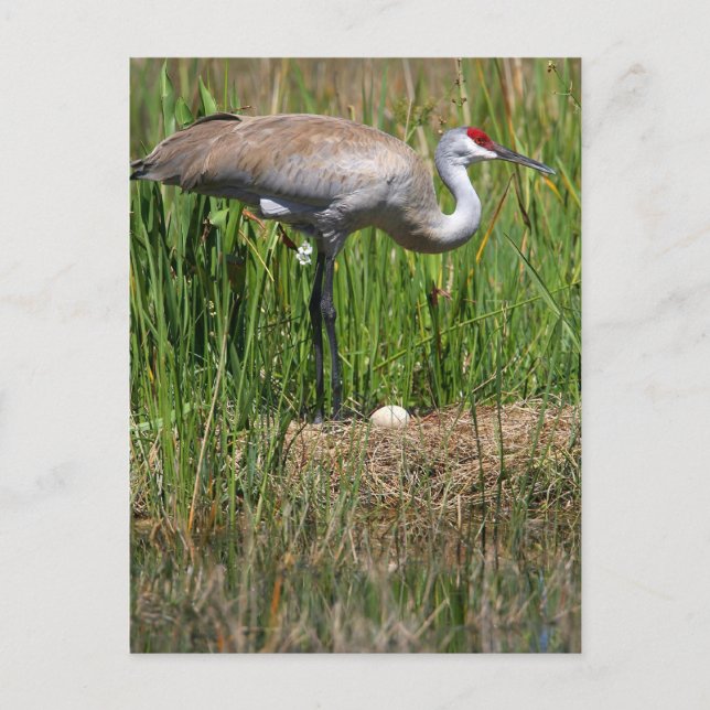 Sandhill Crane & Egg-vykort Vykort (Framsida)