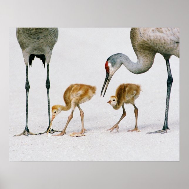 Sandhill Crane Famiy print Poster (Framsidan)