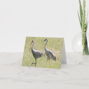 Sandhill Crane-fotomappat anteckningskort