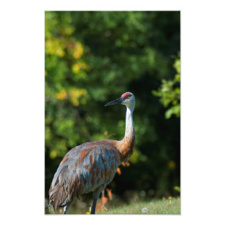 SandHill crane Fototryck