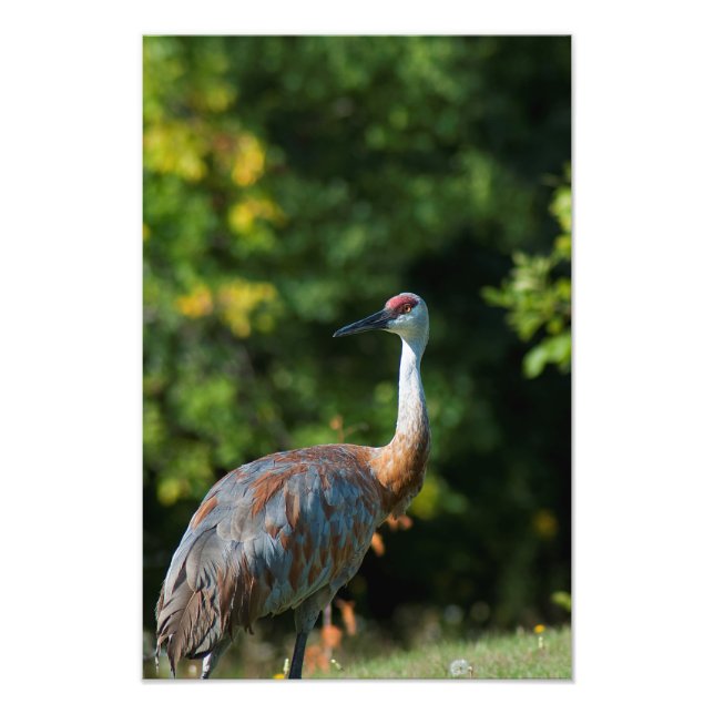 SandHill crane Fototryck (Framsidan)