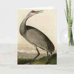Sandhill Crane från Audubon's Birds of America Kort