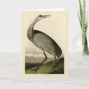 Sandhill Crane från Audubon's Birds of America Kort