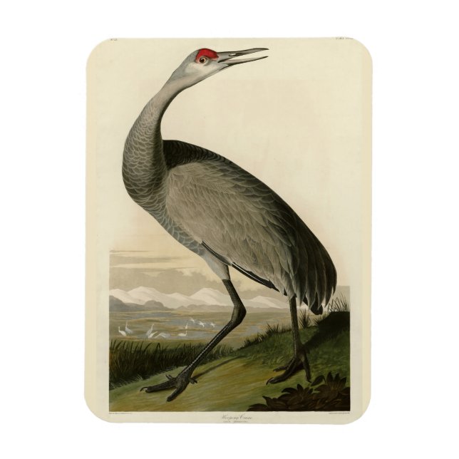 Sandhill Crane från Audubon's Birds of America Magnet (Vertikal)