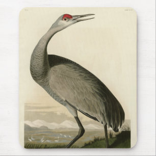 Sandhill Crane från Audubon's Birds of America Musmatta