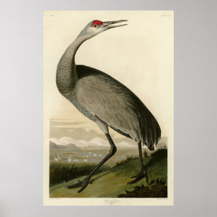 Sandhill Crane från Audubon's Birds of America Poster