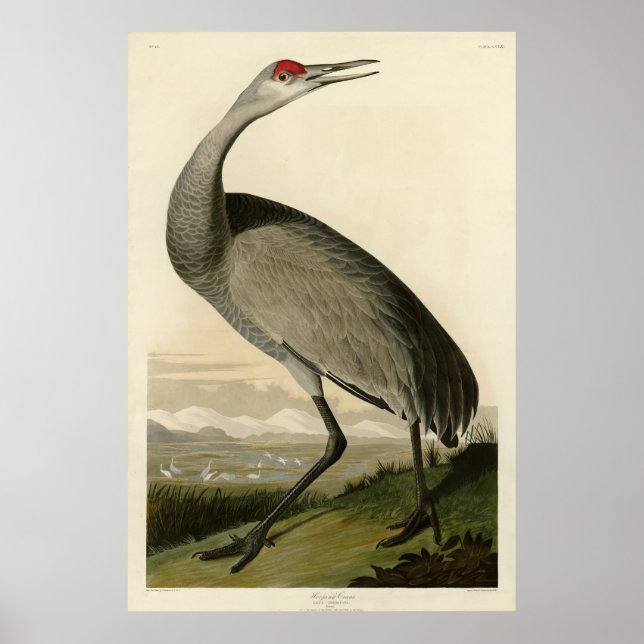 Sandhill Crane från Audubon's Birds of America Poster (Framsidan)