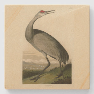 Sandhill Crane från Audubon's Birds of America Stenunderlägg