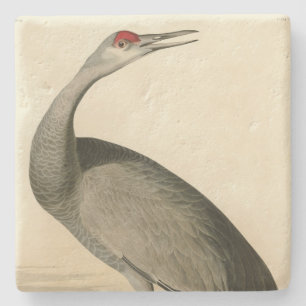 Sandhill Crane från Audubon's Birds of America Stenunderlägg