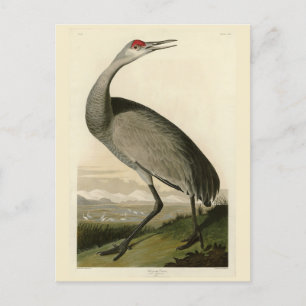 Sandhill Crane från Audubon's Birds of America Vykort