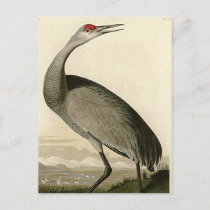 Sandhill Crane från Audubon's Birds of America Vykort