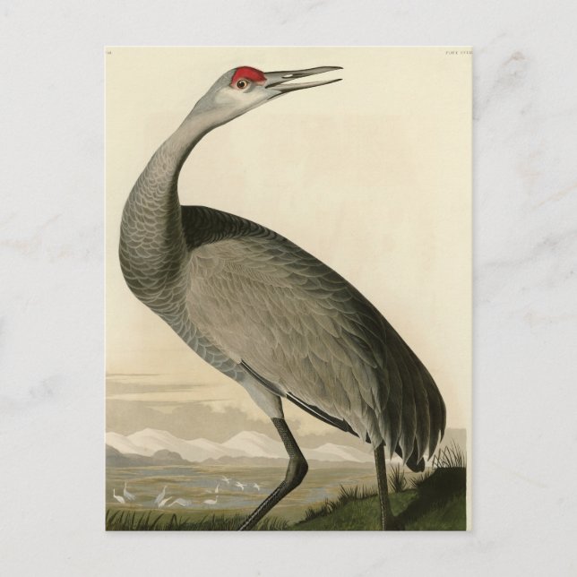 Sandhill Crane från Audubon's Birds of America Vykort (Framsida)
