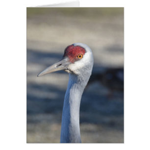 Sandhill Crane Hälsningskort