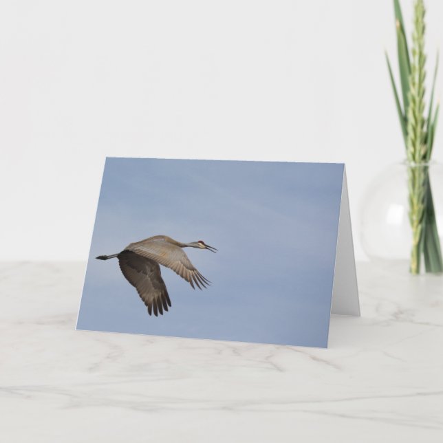 Sandhill Crane-hälsningskort Kort (Framsida)