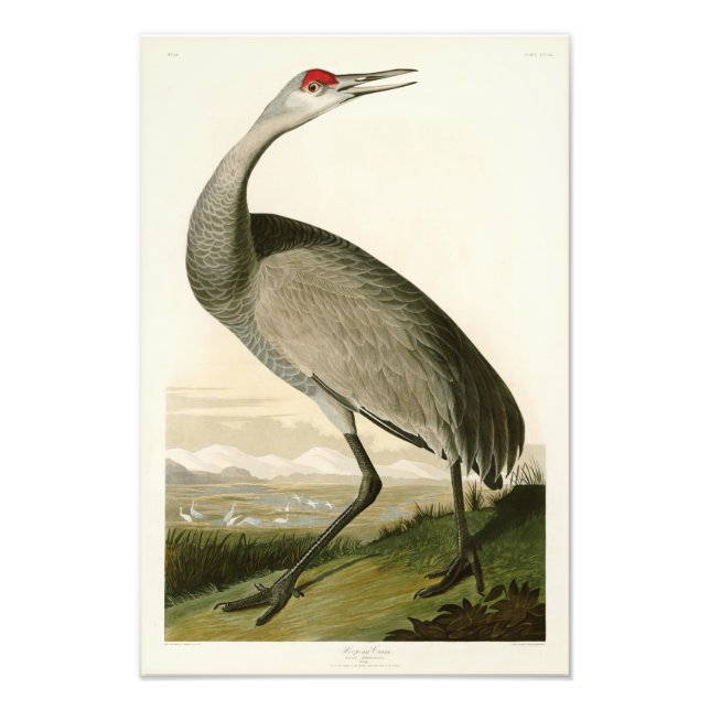 Sandhill Crane John James Audubon Birds of America Fototryck (Framsidan)