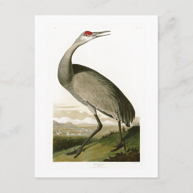 Sandhill Crane John James Audubon Birds of America Vykort (Framsida)