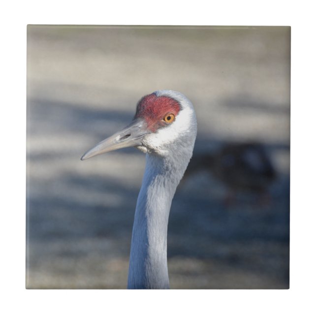 Sandhill Crane Kakelplatta (Framsidan)