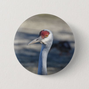 Sandhill Crane Knapp