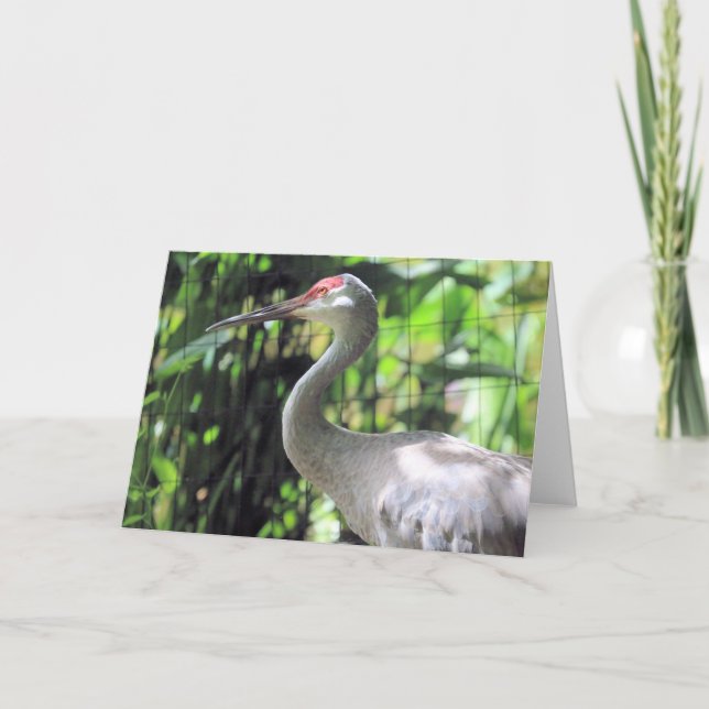 Sandhill crane kort (Framsida)