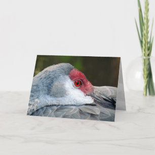 Sandhill Crane Kort