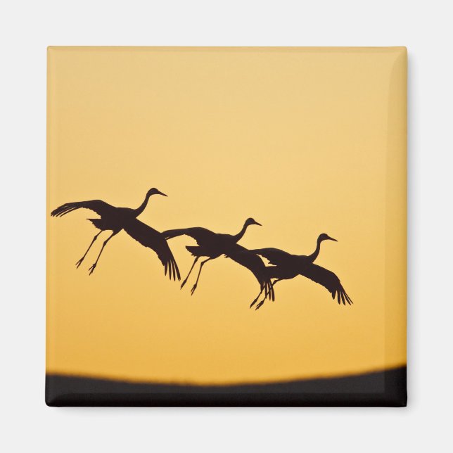 Sandhill Crane landning vid sunset Magnet (Framsidan)