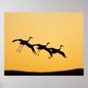 Sandhill Crane landning vid sunset Poster