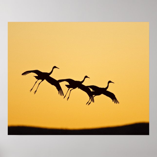 Sandhill Crane landning vid sunset Poster (Framsidan)
