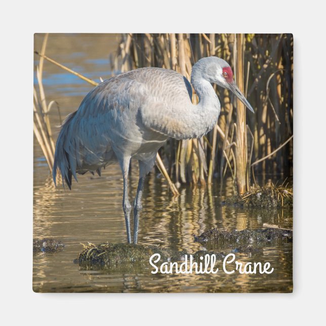 Sandhill Crane Magnet (Framsidan)