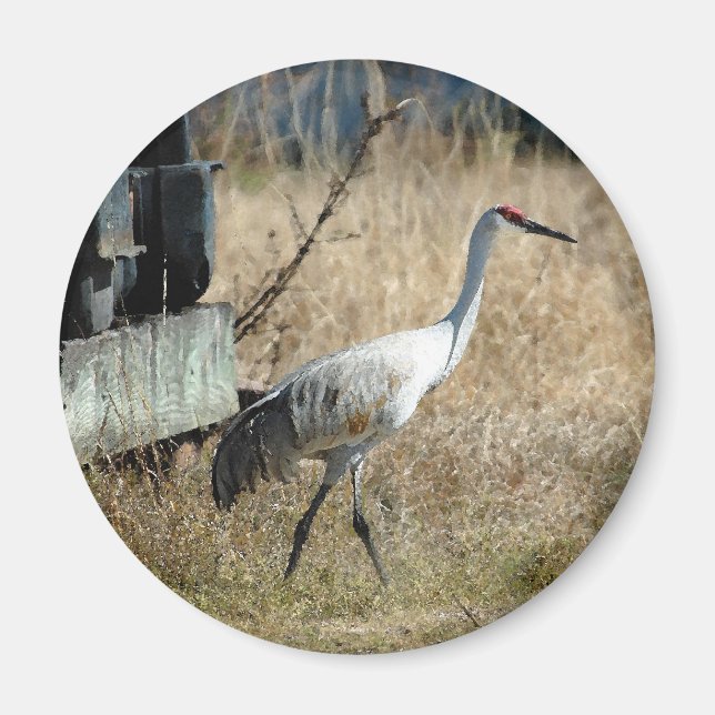 Sandhill Crane Magnet (Framsidan)