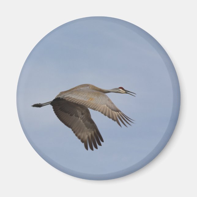Sandhill Crane Magnet (Framsidan)