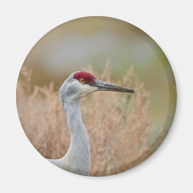 Sandhill Crane Magnet (Framsidan)
