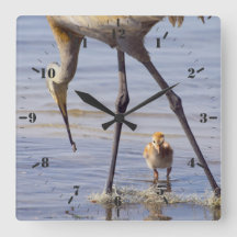 Sandhill crane med chick (colt) i Florida sjö