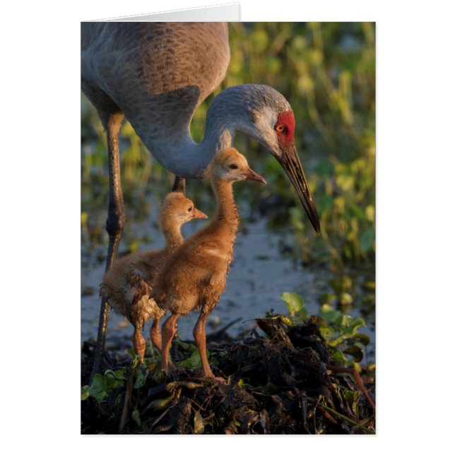 Sandhill crane med chickar, Florida Hälsningskort (Framsidan)