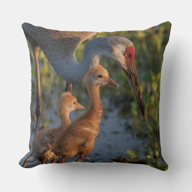Sandhill crane med chickar, Florida Kudde (Framsida)