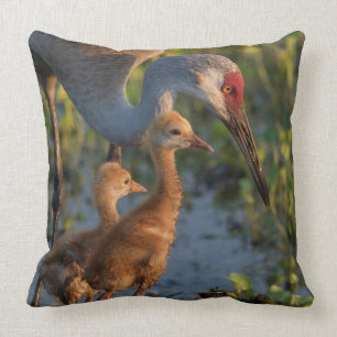 Sandhill crane med chickar, Florida Kudde
