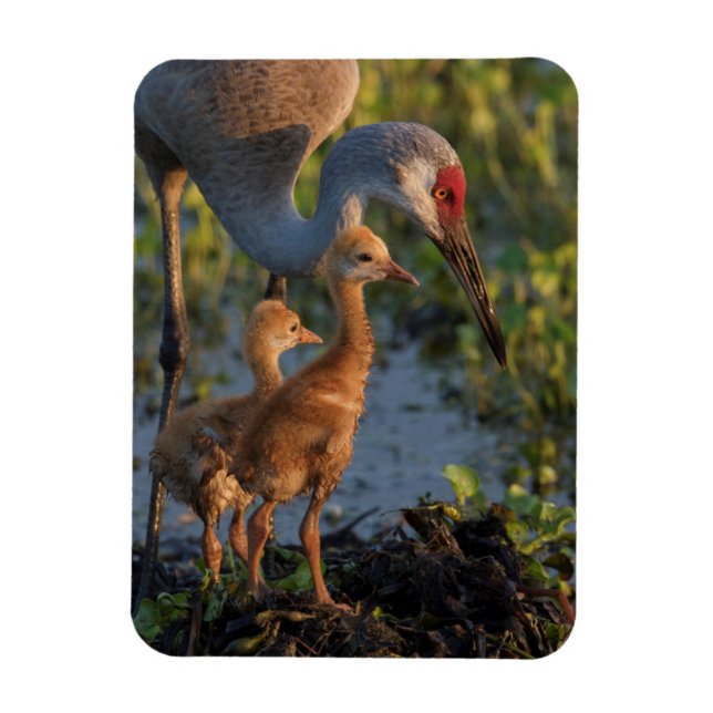 Sandhill crane med chickar, Florida Magnet (Vertikal)