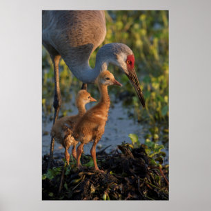 Sandhill crane med chickar, Florida Poster