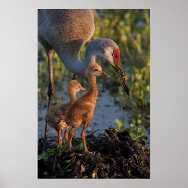 Sandhill crane med chickar, Florida Poster (Framsidan)
